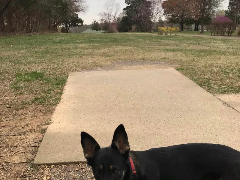 Cregar German Shepherd Dogs