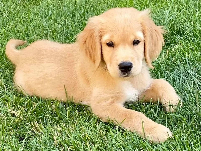 Creme Brulee Goldens