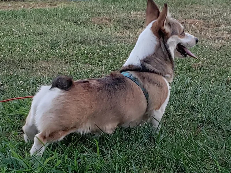 Creme De La Creme Corgis
