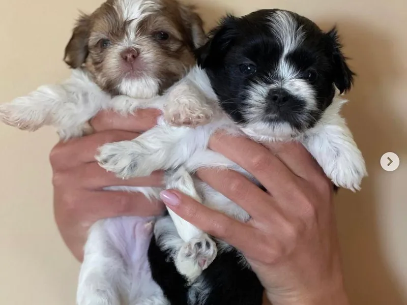 Creme De La Creme Mi-Ki