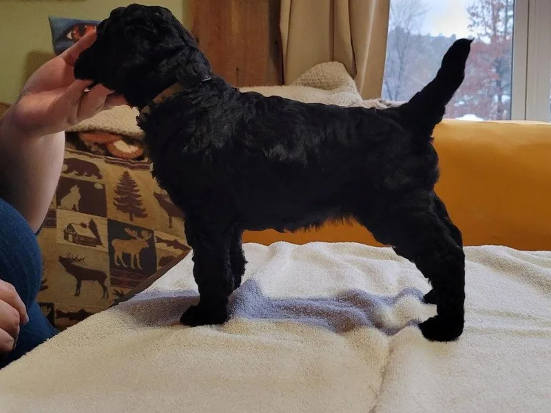 Creme de la Poodle, standard poodles