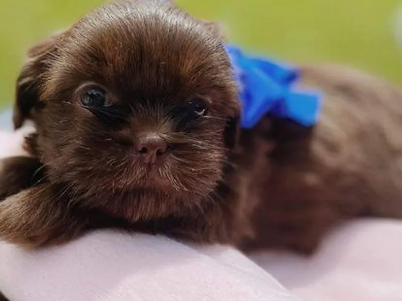 Creole Shih Tzu Lafayette