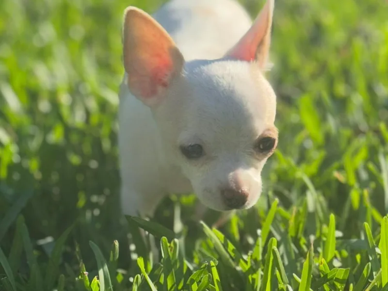 Crescent City Chihuahuas