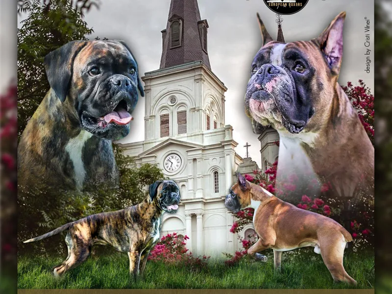 Crescent City European Boxers