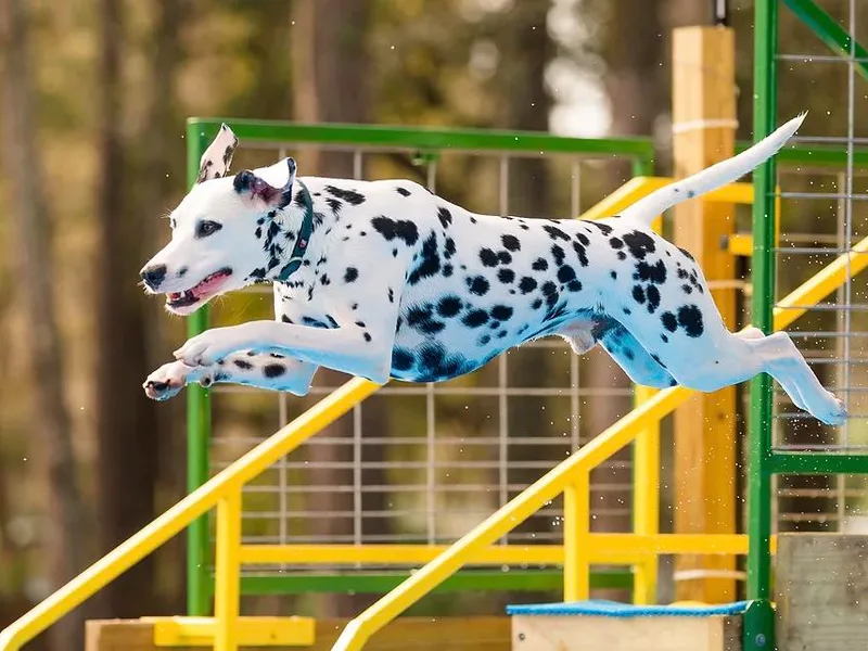 Crescent Hill Dalmatians