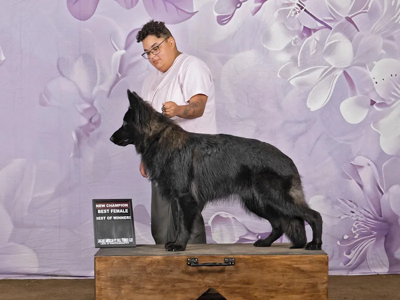 Crescent Lake Shepherds