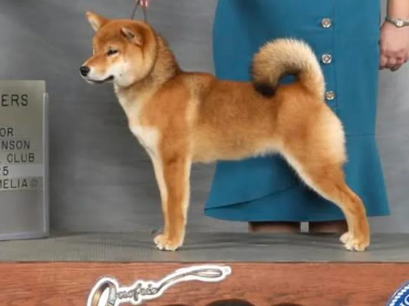 Crescent Moon Shibas