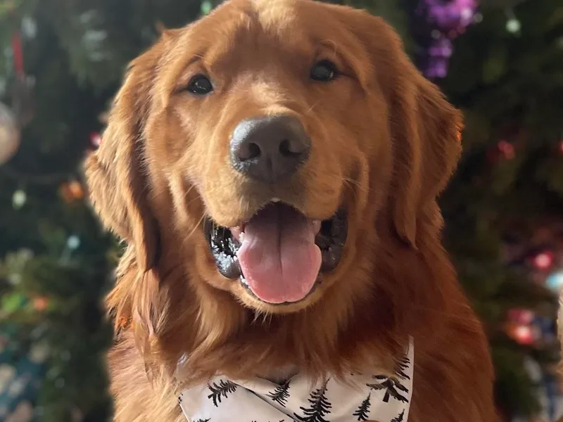 Crescent View Goldens