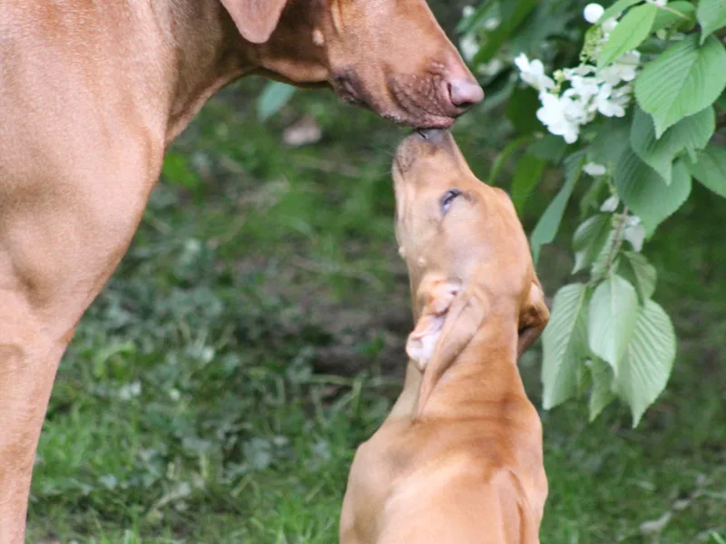 CrescentBow Rhodesian Ridgebacks