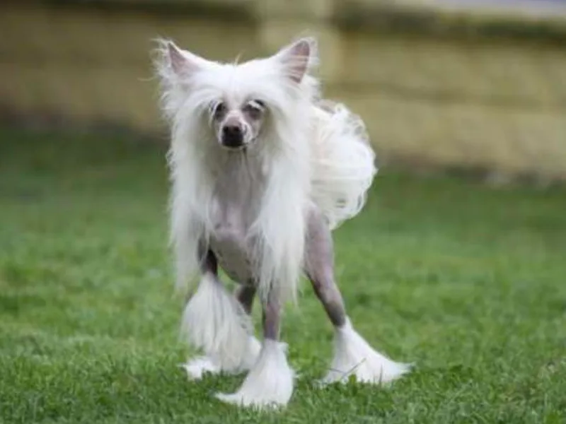 Crest-Vue Chinese Cresteds