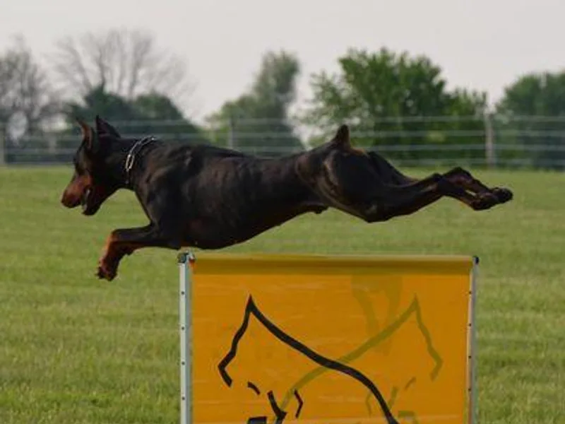 Crestview Dobermanns