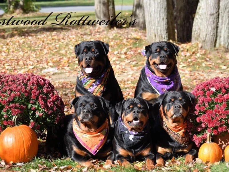 Crestwood Rottweiler's
