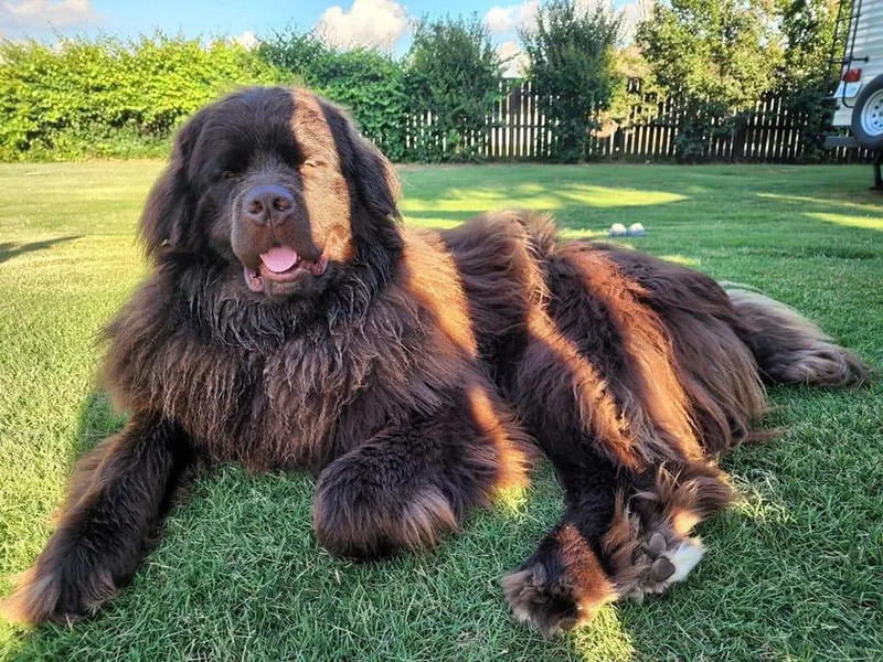 Crews' Newfoundlands