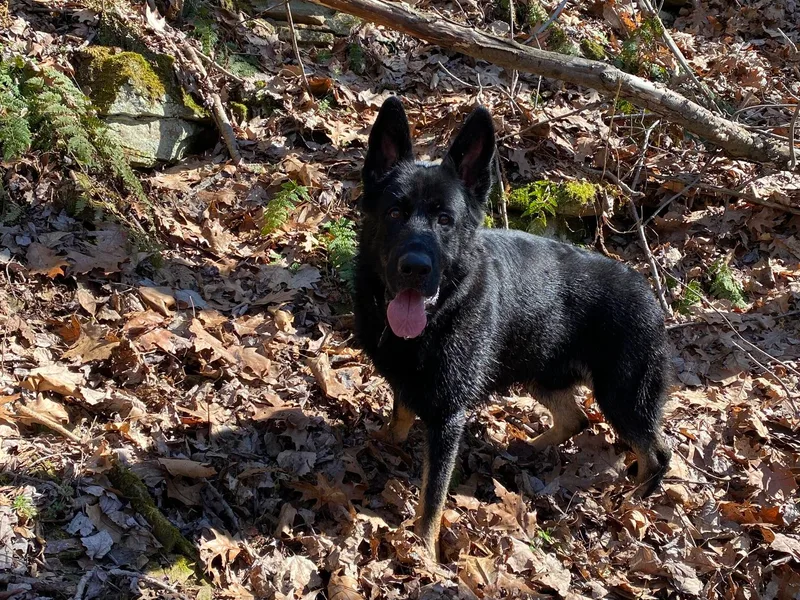 Cricket Acres German Shepherds