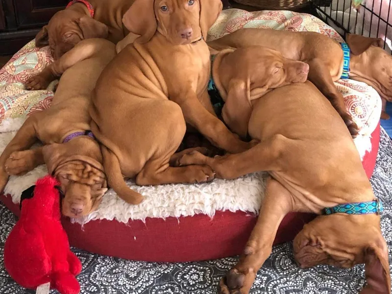 Cricket Ridge Vizslas