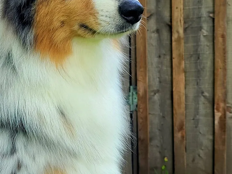 Crickhollow Australian Shepherds