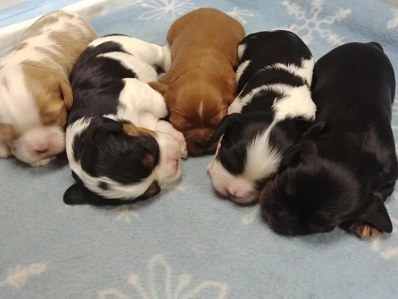 Criddle Mountain Cavaliers