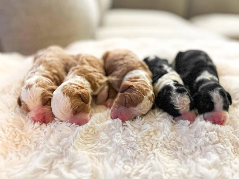 Crimson Curl Doodles