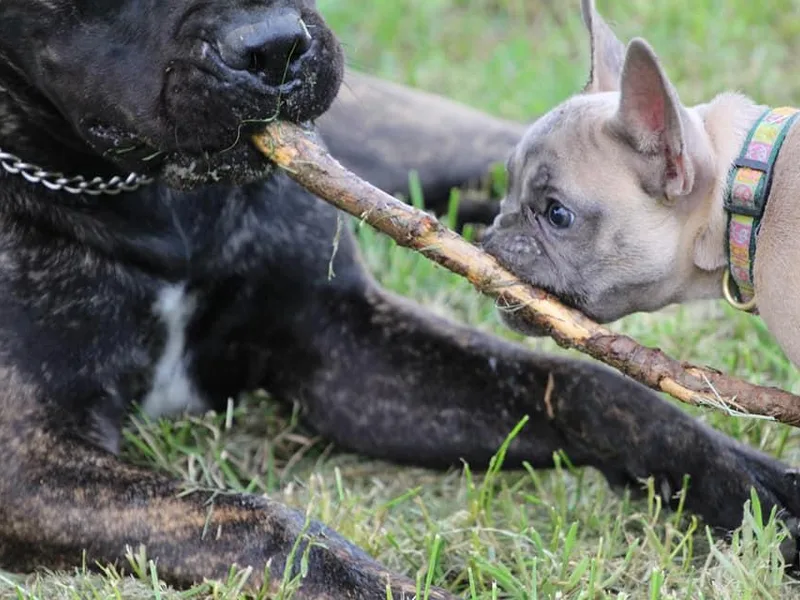 Crimson King Bullmastiffs and French Bulldogs