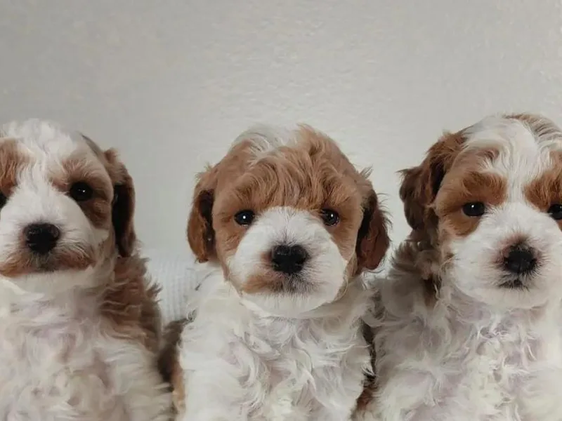 Crimson Ridge Poodles