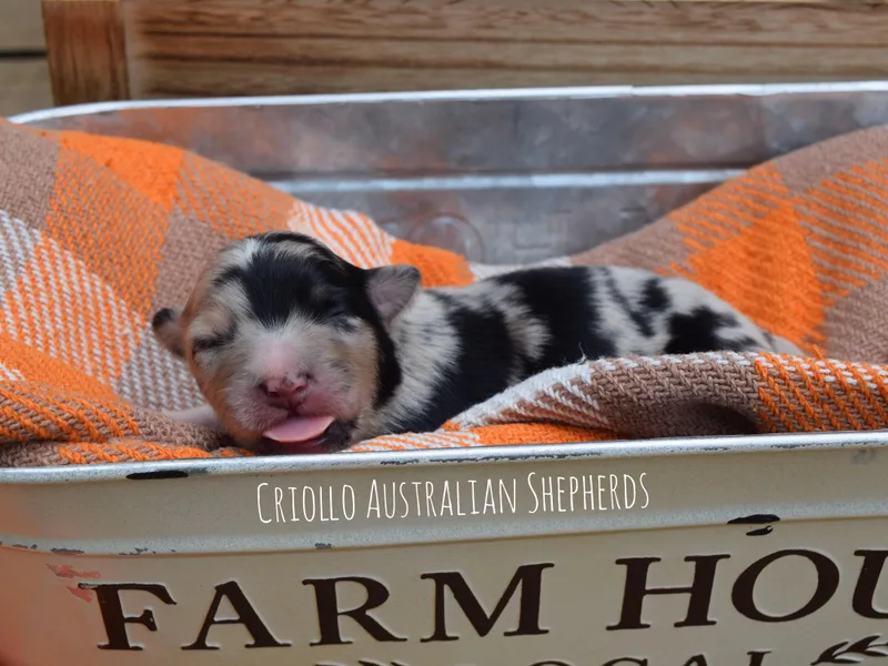 Criollo Australian Shepherds
