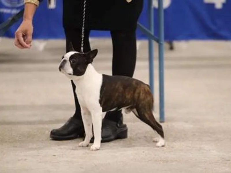 Cripple Creek Boston Terriers