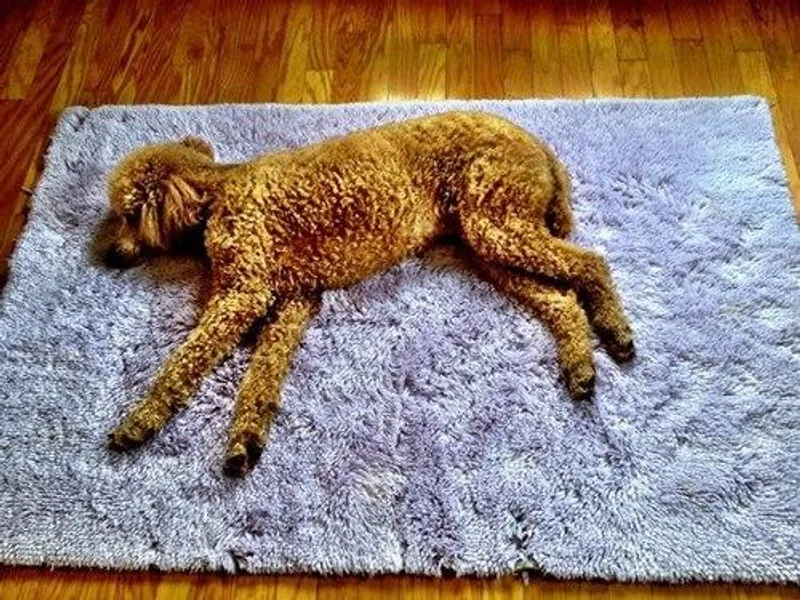 Cripple Creek Kennel