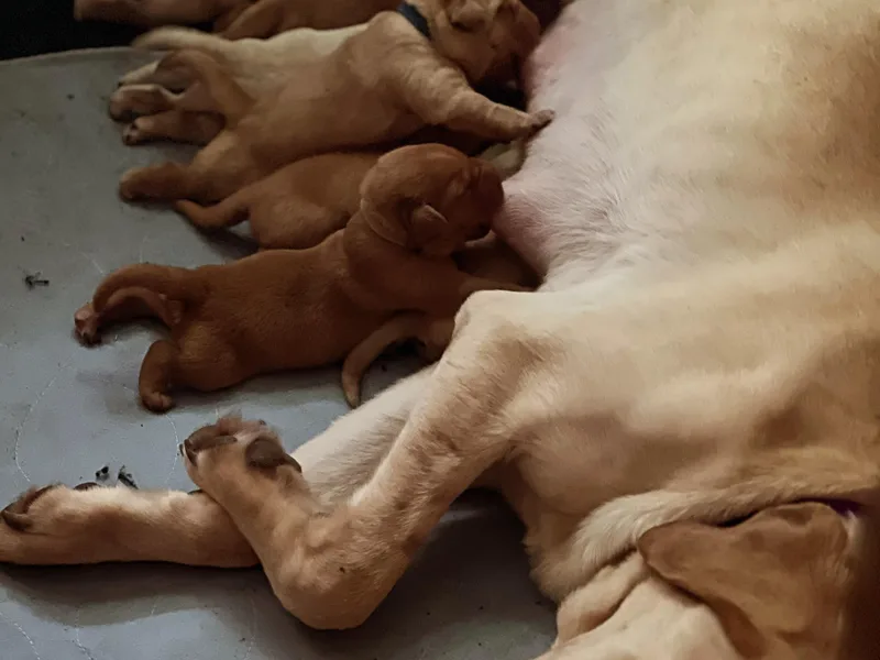 Cris's Kennel's