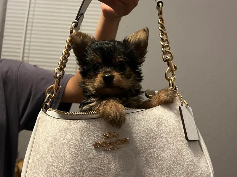 Cristian's Yorkshire Terriers
