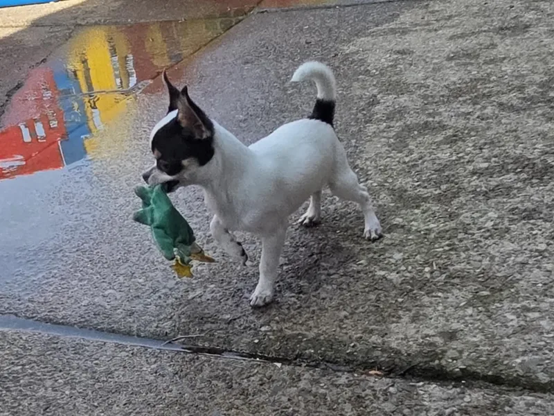 CristinaXio Chihuahuas