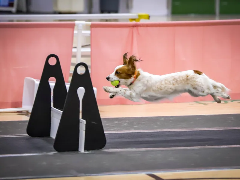 Criterion Kooikerhondjes