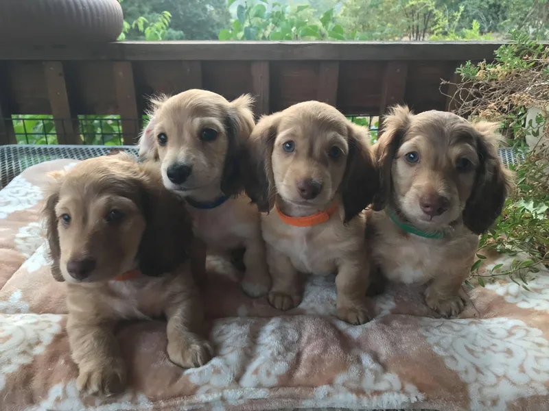 Critter Ridge mini long hair Dachshunds