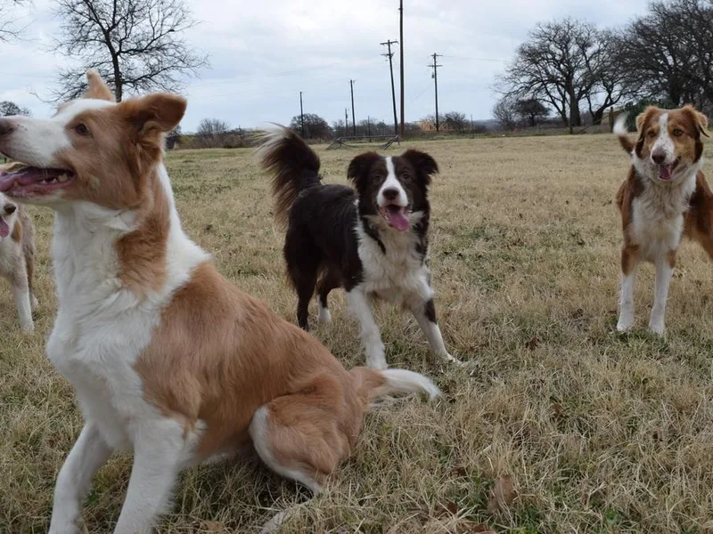 CRL Farms