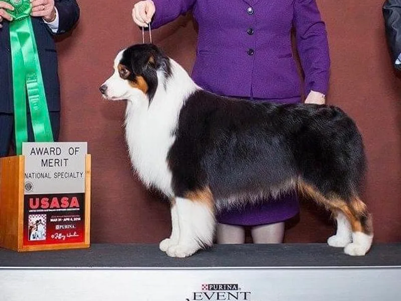 Crofton Australian Shepherds