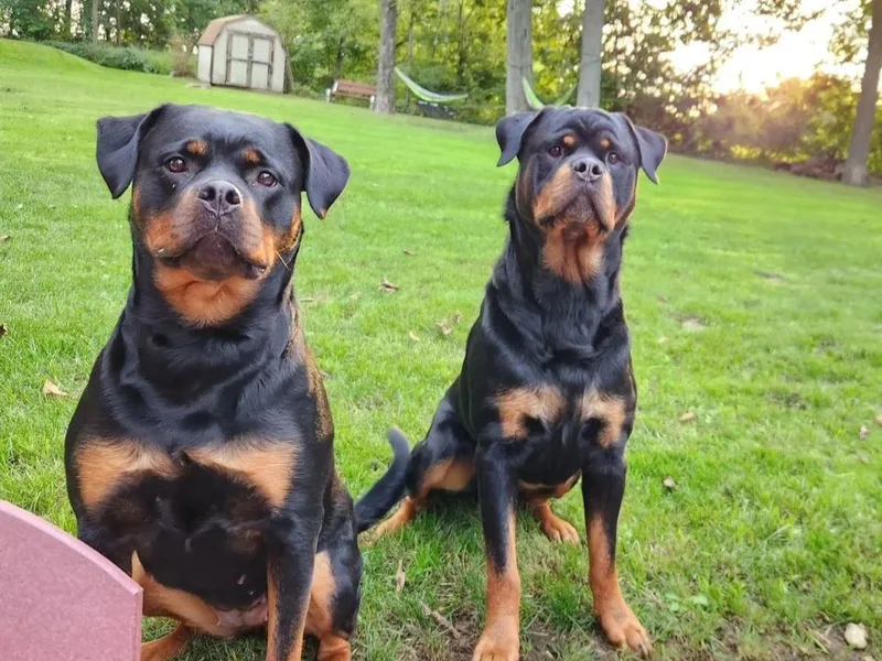 Cron Rottweilers