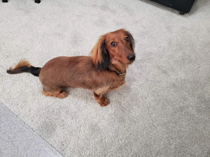 Cronny Dachshunds photo 1