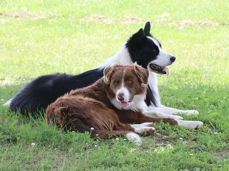 Crooked Creek Border Collies