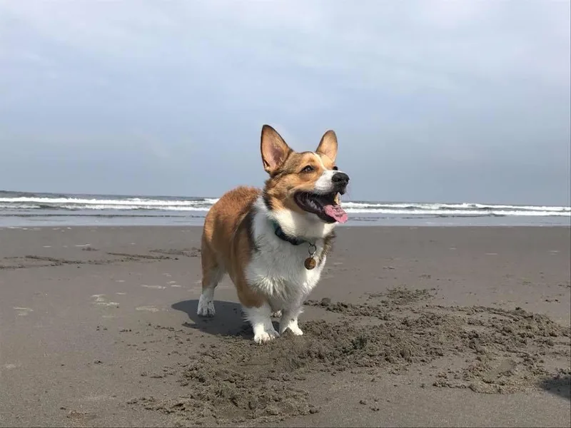Crooked Creek Corgis