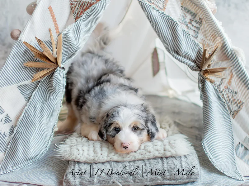 Crooked Creek Doodles and Poodles