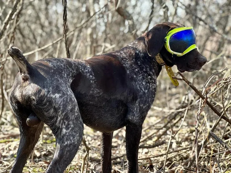 Crooked Creek German Shorthaired Pointers