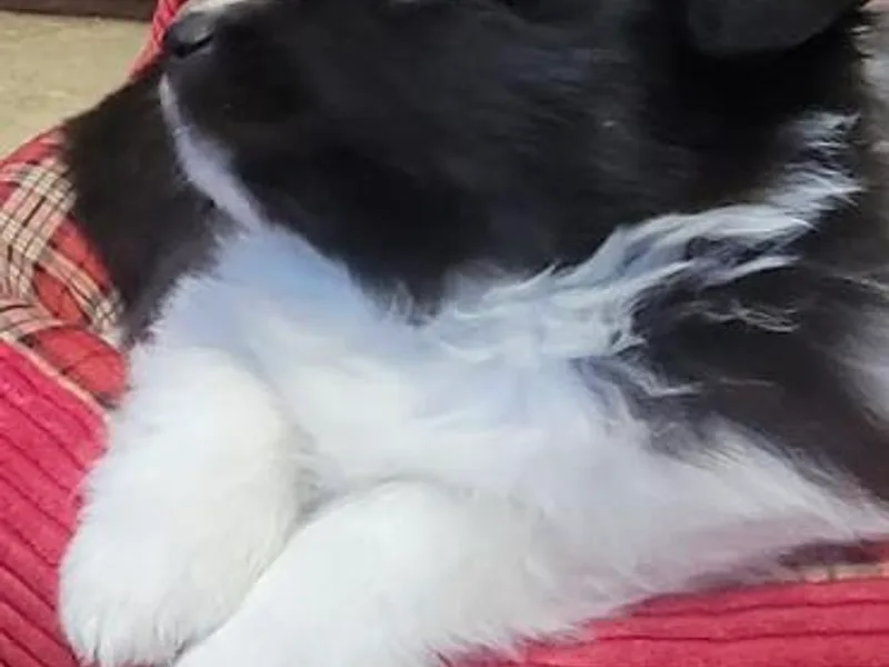 Crooked Creek Shelties