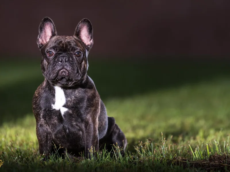 Crooked Pine French Bulldogs