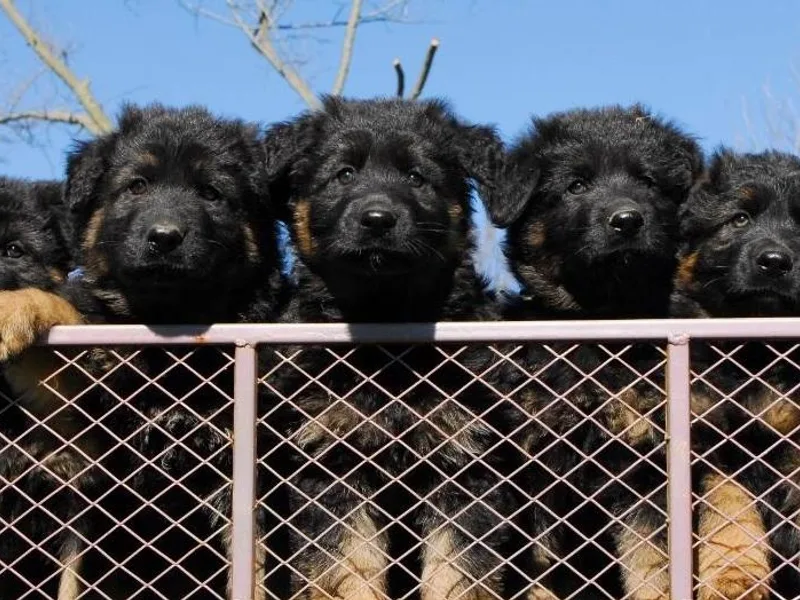 Crooked River German Shepherds
