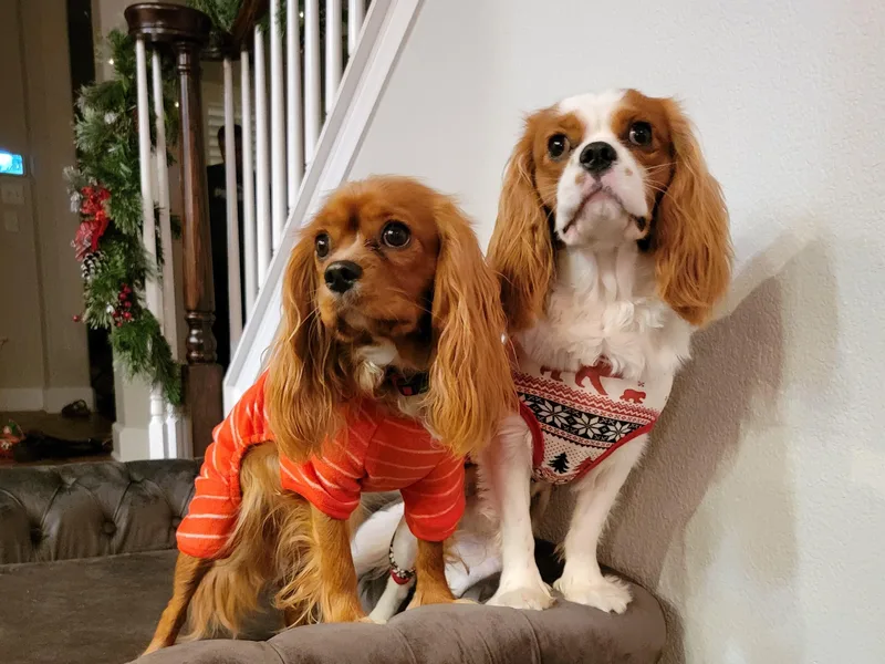 Crosby's Cavaliers