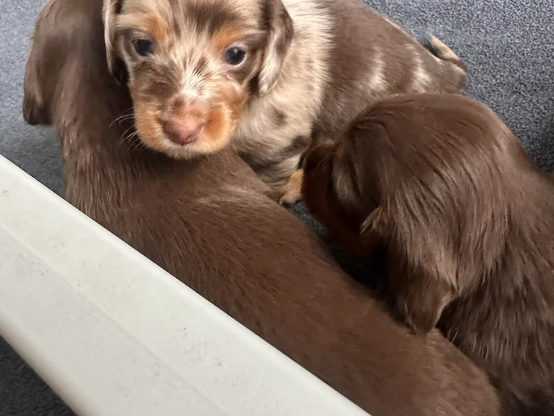 Crosbys Doxies