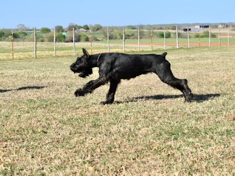 Cross C K9 Ranch