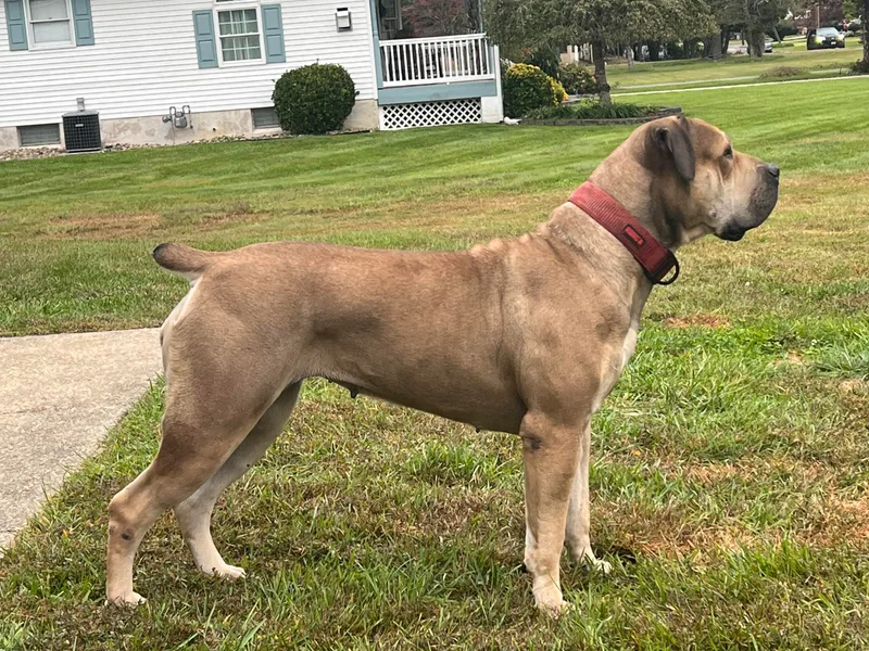 Cross Canine