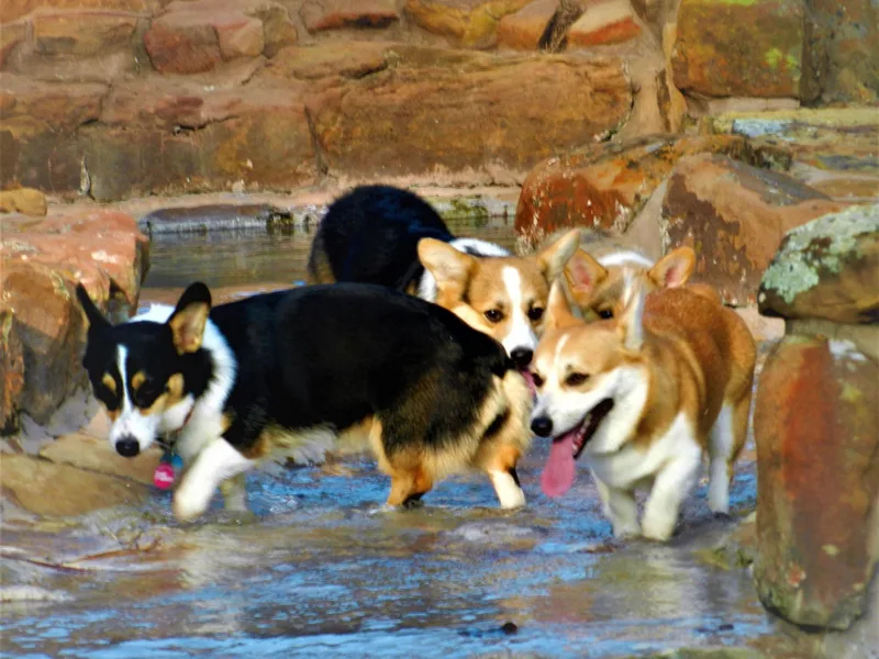 Cross Country Corgis