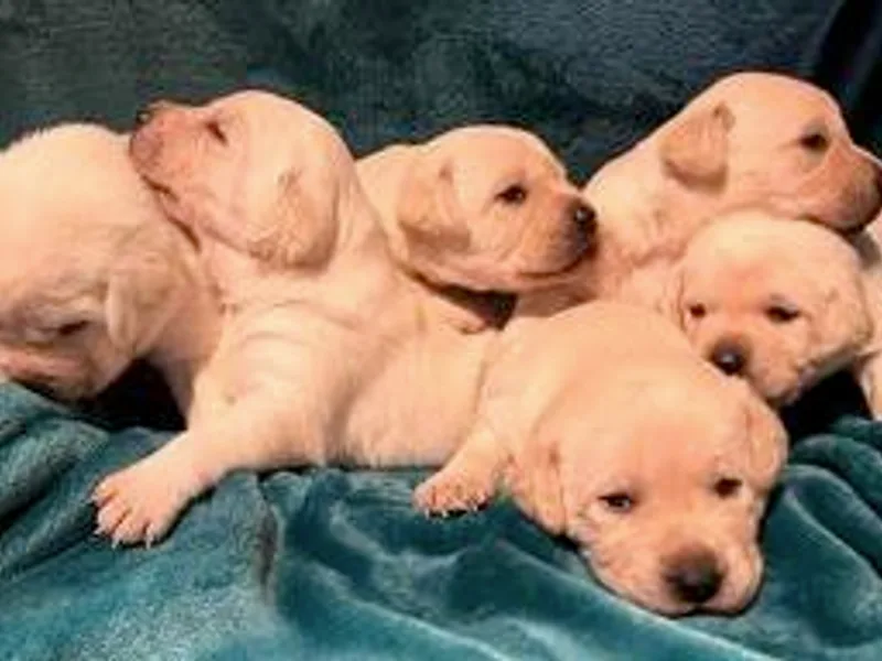 Cross Country Retrievers