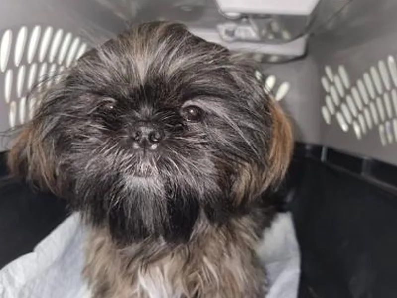 Cross County Shih Tzus